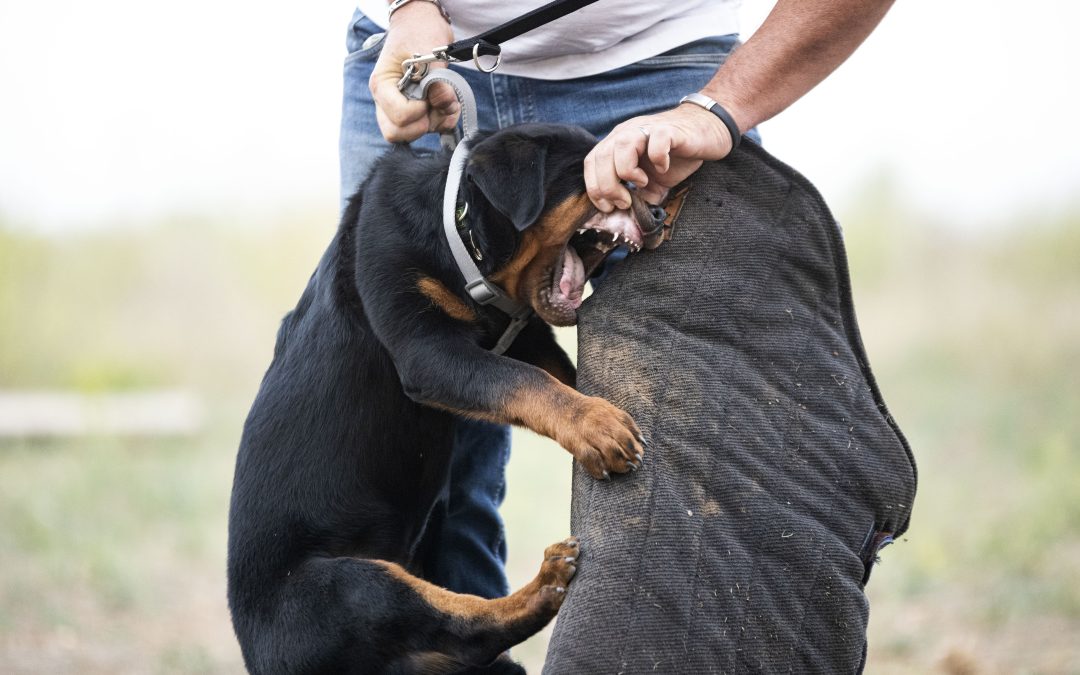 Choosing the Best Dog Bite Lawyer in Toronto to Seek Justice After an Attack